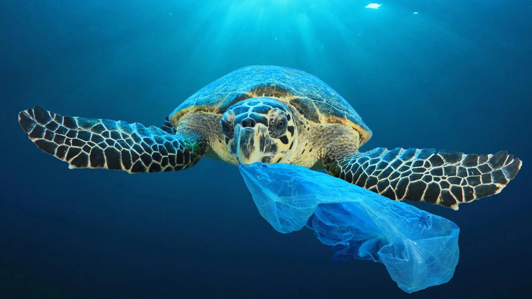 Bali Hope Swim Run: Crossing Oceans...To Save it THEMAGIC5